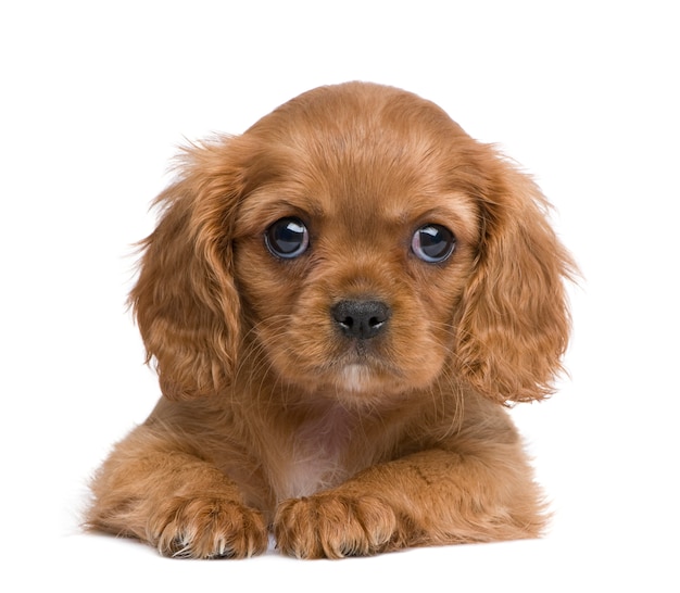 Cavalier King Charles cachorro con 7 semanas. Retrato de perro aislado