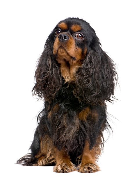 Cavalier king charles com 3 anos. retrato de cachorro isolado