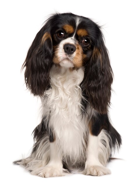 Cavalier King Charles Hund, 14 Monate alt. Hundeporträt isoliert