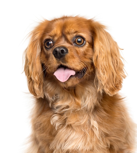 Cavalier King Charles Hund Nahaufnahme