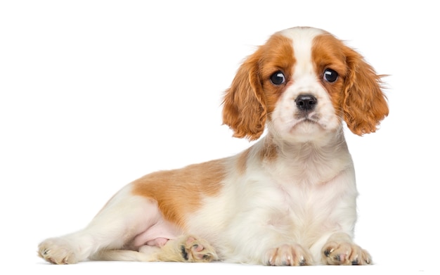 Cavalier king charles puppy deitado e olhando