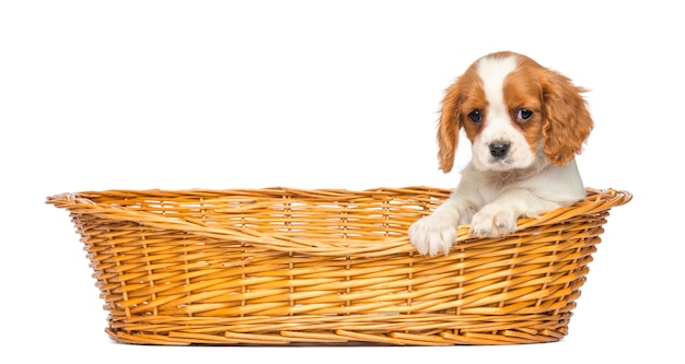 Cavalier King Charles Puppy in einem Weidenkorb