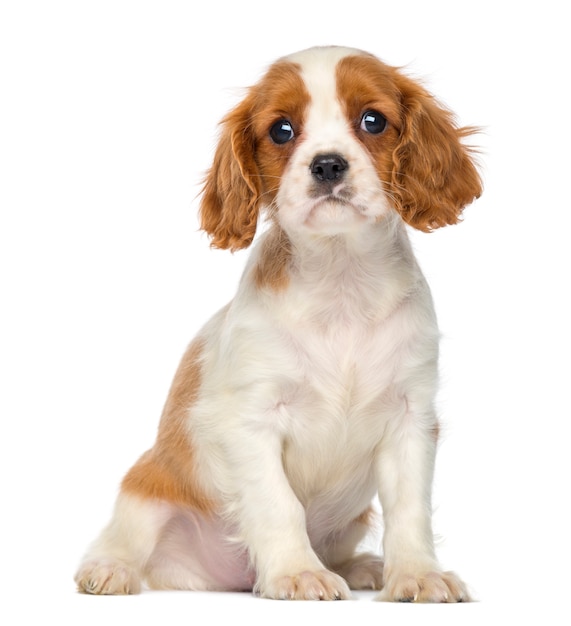 Cavalier King Charles Puppy sentado aislado