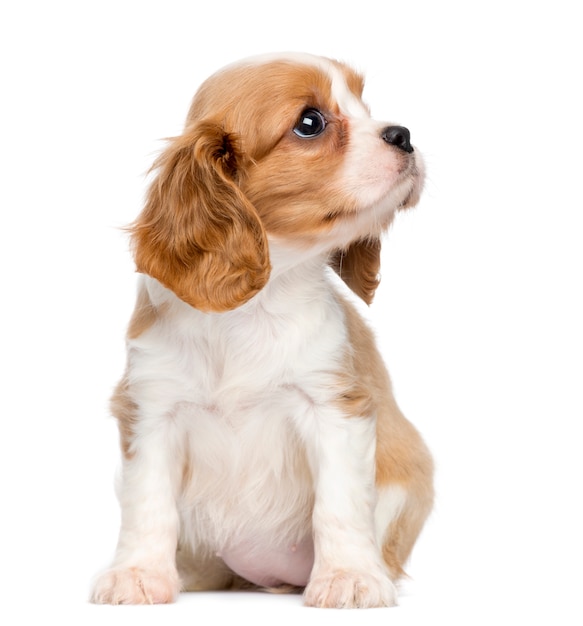 Cavalier King Charles Puppy, sentado e olhando