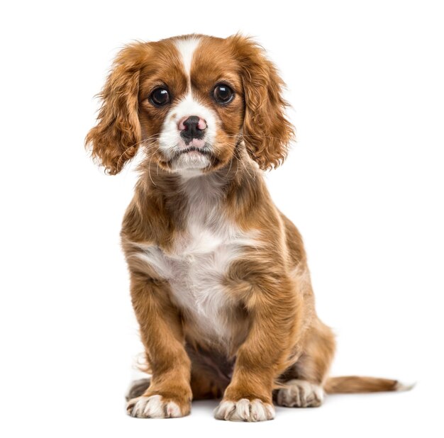 Cavalier king charles sentado, isolado no branco