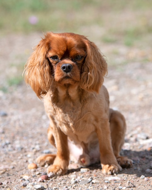 Cavalier king charles sentado na natureza no verão