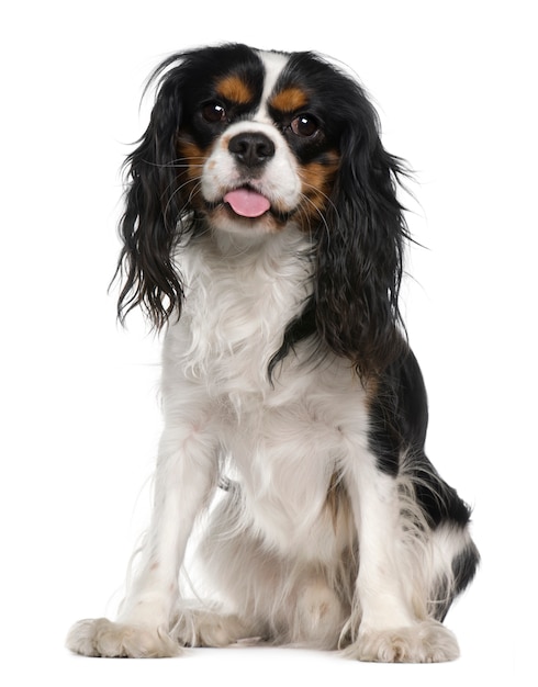 Cavalier king Charles spaniel, 1 ano de idade, sentado em frente a parede branca