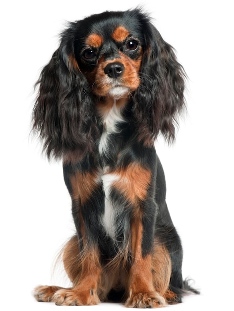 Cavalier King Charles Spaniel, 11 Monate alt