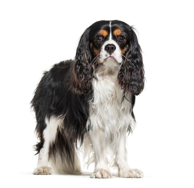 Cavalier King Charles Spaniel, 2 años de edad, delante de un fondo blanco