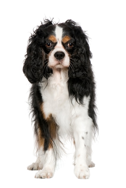 Cavalier King Charles Spaniel con 5 años. Retrato de perro aislado