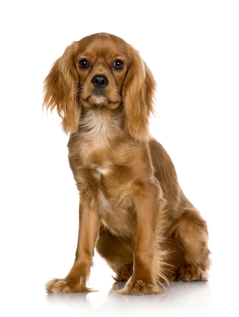 Cavalier King Charles Spaniel (6 meses)