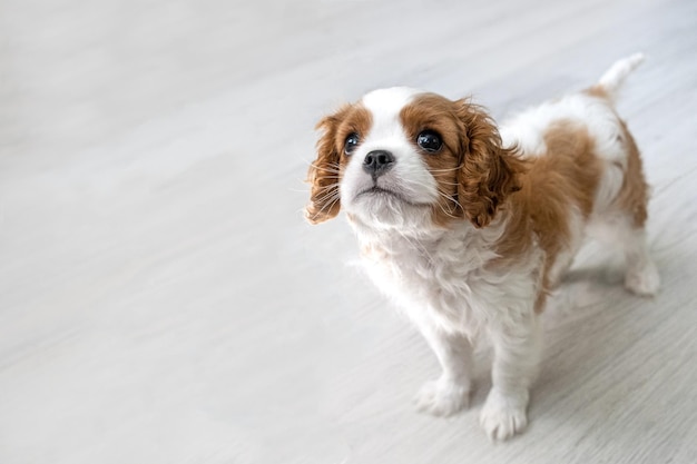 Cavalier King Charles Spaniel Blenheim Close Up retrato de lindo cachorro de perro