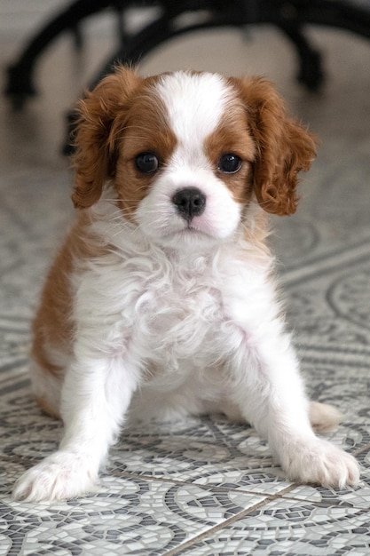 Cavalier King Charles Spaniel Blenheim Feche o retrato de um cachorrinho fofo