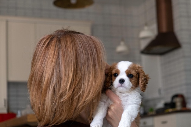 Cavalier King Charles Spaniel Blenheim Nahaufnahme eines niedlichen Hundewelpen mit einer Gastgeberin