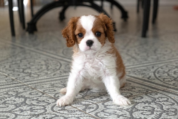 Cavalier King Charles Spaniel Blenheim Nahaufnahme eines süßen Hundewelpen