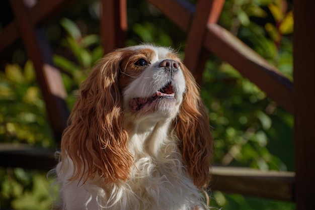 Cavalier King Charles Spaniel Blenheim