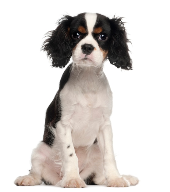 Cavalier King Charles Spaniel cachorrinho