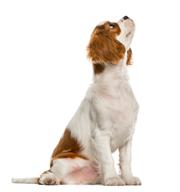 Cavalier King Charles Spaniel cachorro mirando hacia arriba, aislado en blanco