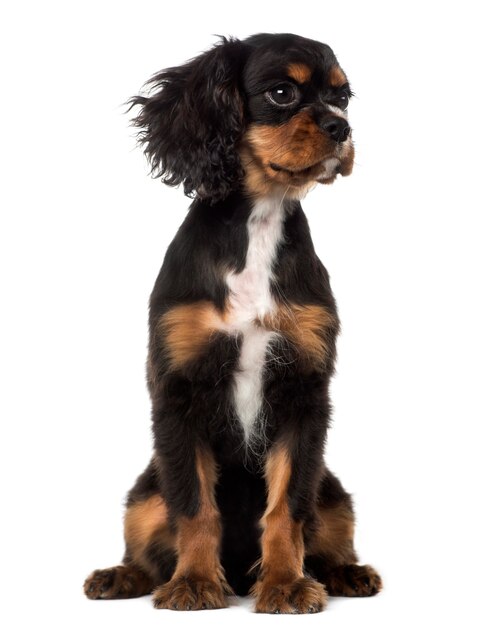 Cavalier King Charles Spaniel cachorro mirando a otro lado, aislado en blanco