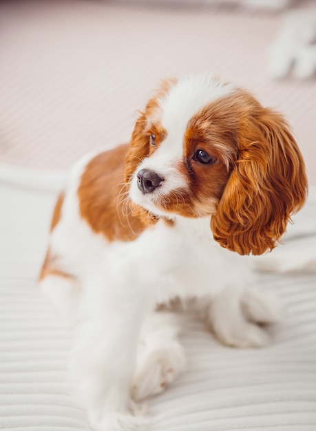 Cavalier king charles spaniel cachorro senta no cobertor branco