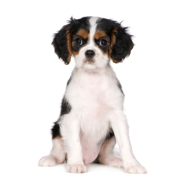 Cavalier King Charles Spaniel com 3,5 meses. Retrato de cachorro isolado