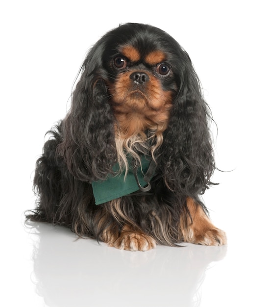 Cavalier king charles spaniel com 3 anos de idade. retrato de cachorro isolado