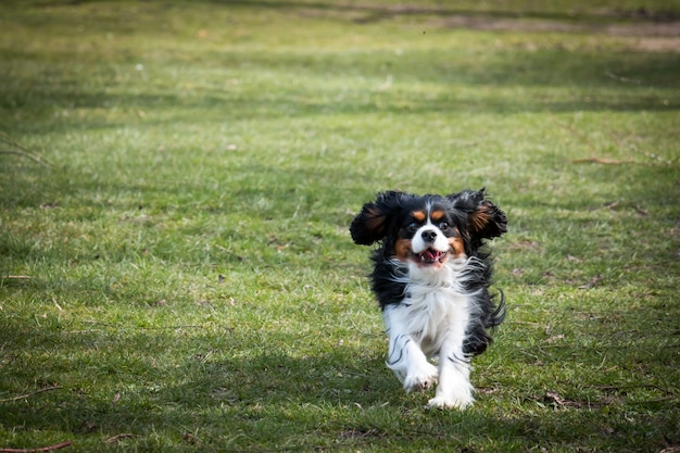 Cavalier king charles spaniel correndo