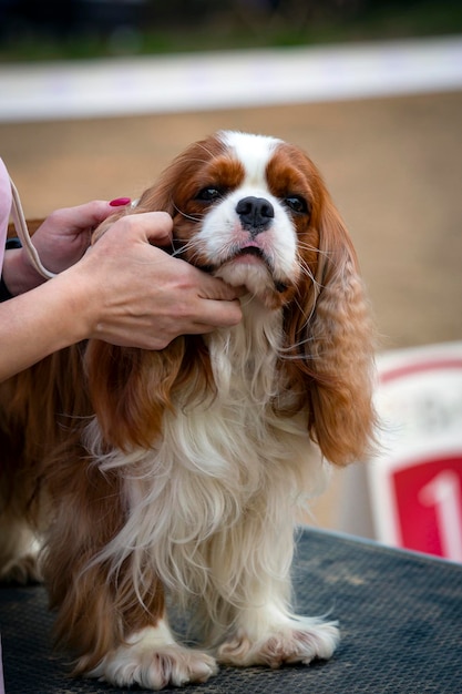 Cavalier King Charles Spaniel é uma raça britânica de cães de brinquedo do tipo spaniel. Na exposição canina..