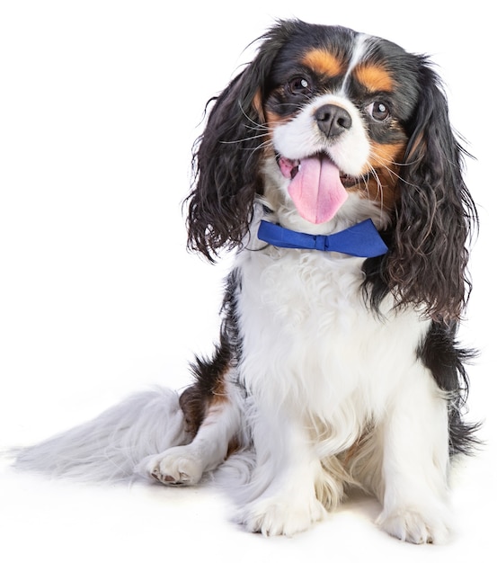 Cavalier king charles spaniel em fundo branco