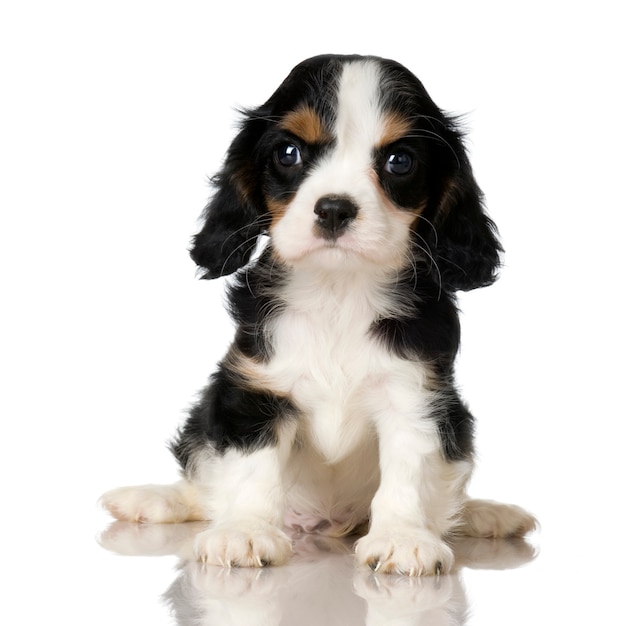 Cavalier King Charles Spaniel filhote de cachorro