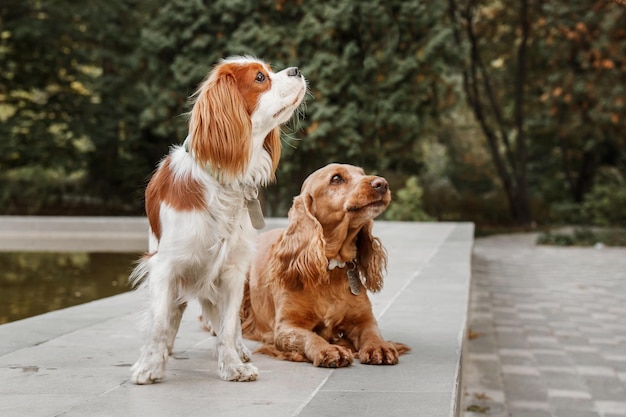 Cavalier King Charles Spaniel Hündchen und English Cocker Spaniel Hund sitzen zusammen