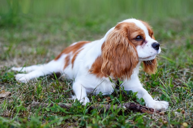 Cavalier King Charles Spaniel im Gras