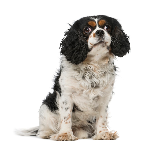 Cavalier king charles spaniel isolado no branco