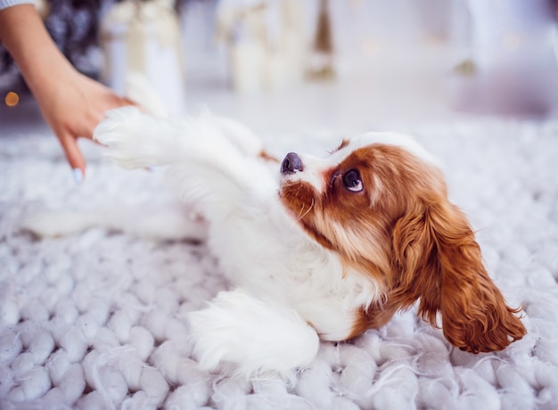 Cavalier King Charles Spaniel joga em um cobertor macio