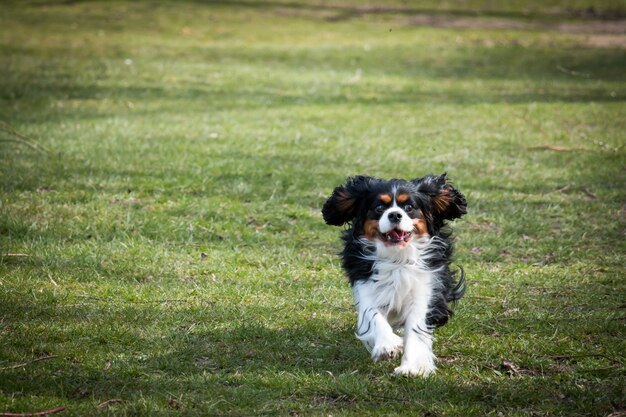 Cavalier King Charles Spaniel läuft