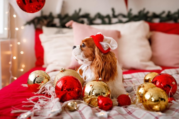 Cavalier King Charles Spaniel liegt auf dem Sofa mit Neujahrsdekorationen für den Weihnachtsbaum Hund mit Weihnachtskugeln