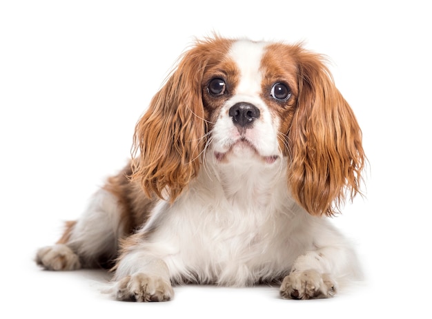 Cavalier King Charles Spaniel liegt vor weißem Hintergrund