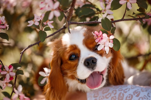 Cavalier King Charles Spaniel en manzano floreciente Vista superior