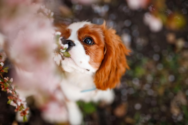 Cavalier King Charles Spaniel en manzano floreciente. Vista superior