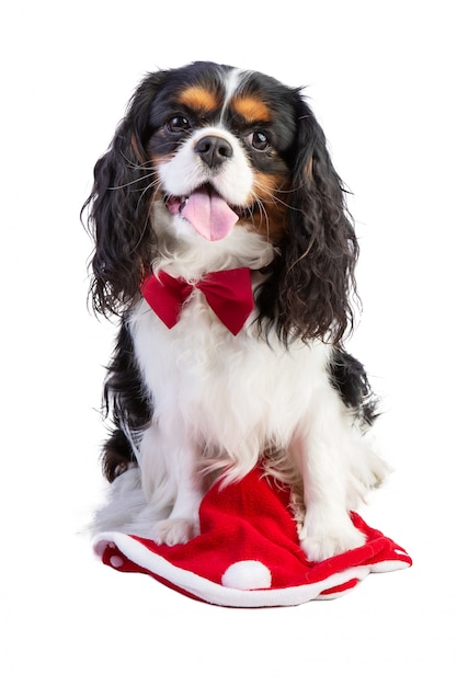 Cavalier King Charles Spaniel con pajarita en Navidad