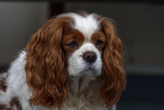 Cavalier king charles spaniel Perro retrato de perro