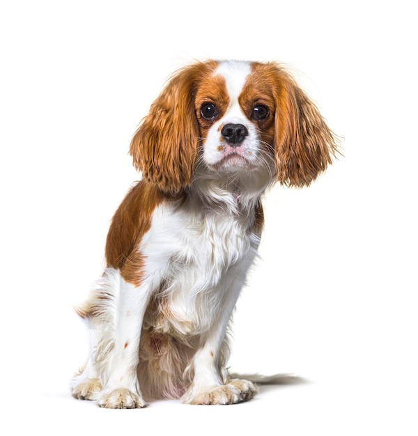 Cavalier King Charles Spaniel perro sentado frente aislado