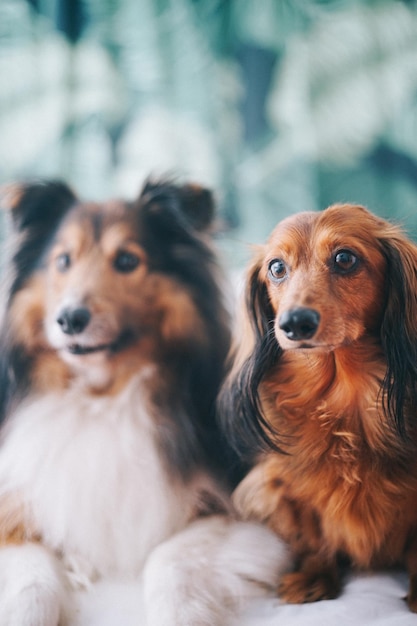 Cavalier King Charles Spaniel ruht sich im Freien aus