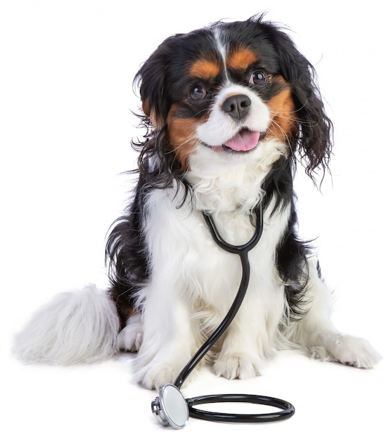 Cavalier king Charles spaniel sentado com stentoscope