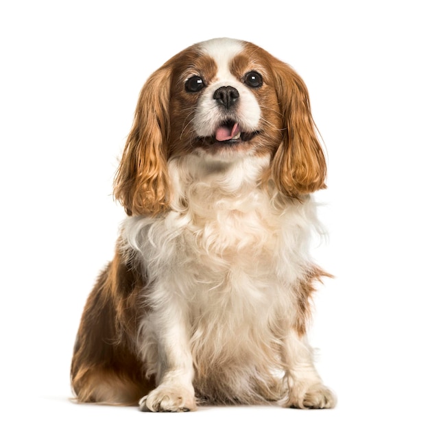 Cavalier King Charles Spaniel sentado contra el fondo blanco.