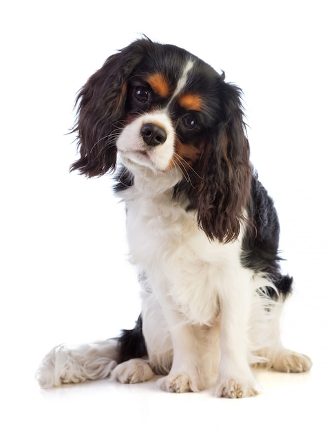 Cavalier king charles spaniel sentado e olhando para a frente