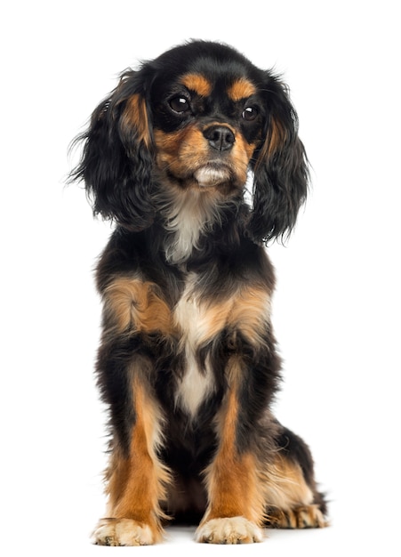 Cavalier King Charles Spaniel sentado isolado no branco