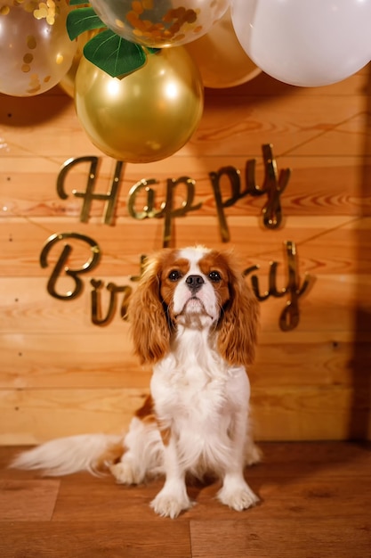 Cavalier King Charles Spaniel se sienta con pelotas y la inscripción Feliz cumpleaños