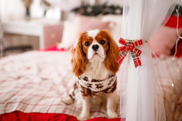 Cavalier King Charles Spaniel se sienta en un piso de madera, rodeado de decoraciones y regalos de Año Nuevo