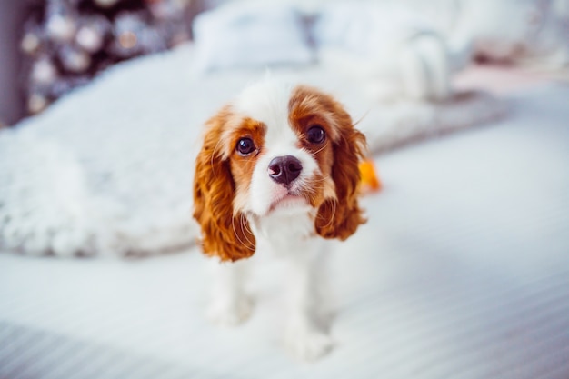 Cavalier King Charles Spaniel spielt auf einer weichen Decke